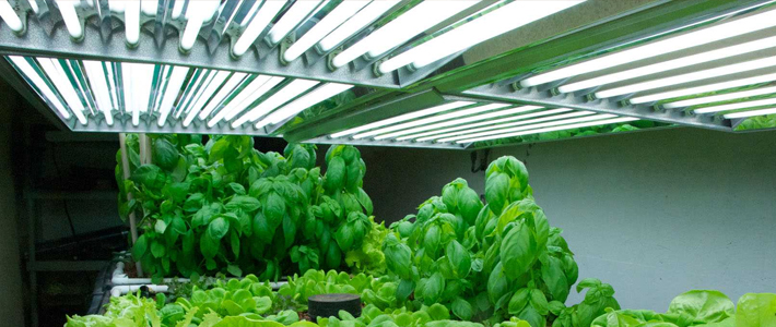 tomato lights best grow light for hydroponic tomatoes