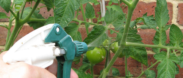 Organic Foliar Feed Recipe Example