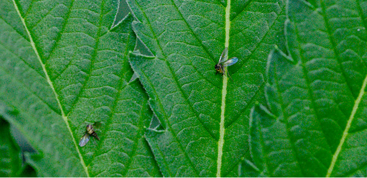 what causes gnats What causes fungus gnats in the garden or grow room?