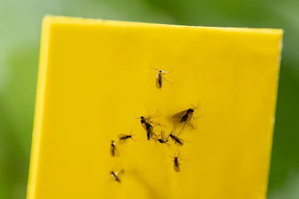 Yellow sticky trap on soil surface with multiple fungus gnat adults captured showing infestation monitoring