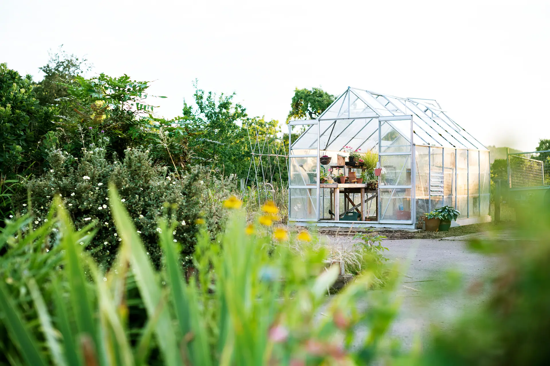 Garden care in a greenhouse surrounded by lush greenery