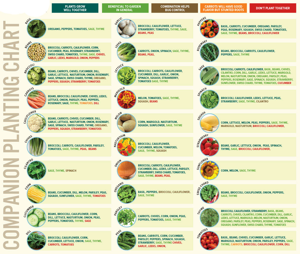 companion planting layout example