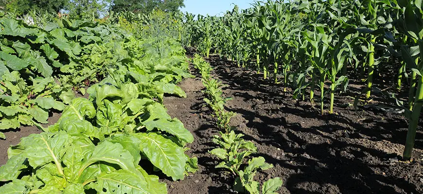 garden companion planting guide