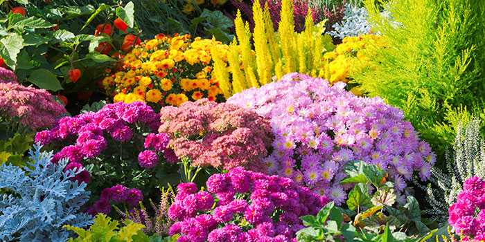 What Plants Should You Avoid Companion Planting In The Garden?