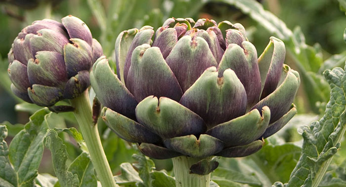 globe Globe Artichokes