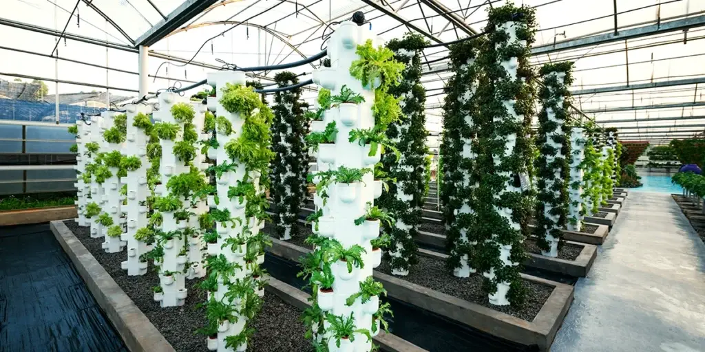 Crop steering greenhouse vegetables