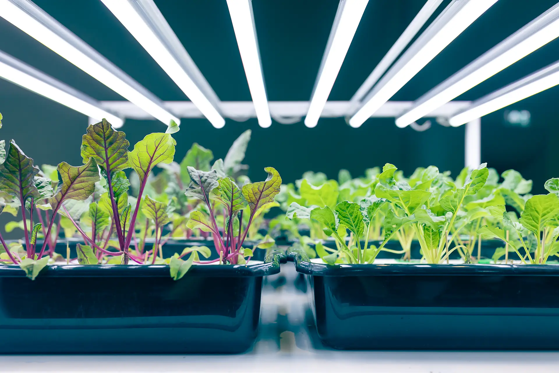 LED grow lights for indoor food plant cultivation