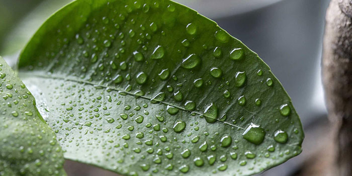 humidifier Does Every Grow Room Need A Humidifier