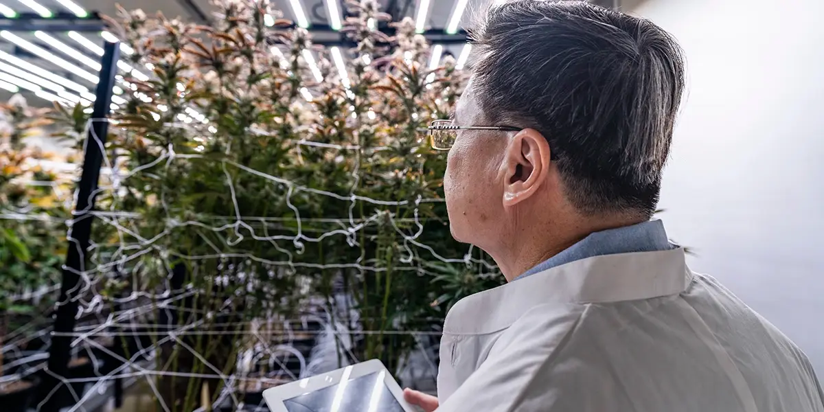 Grow Room Technology being used