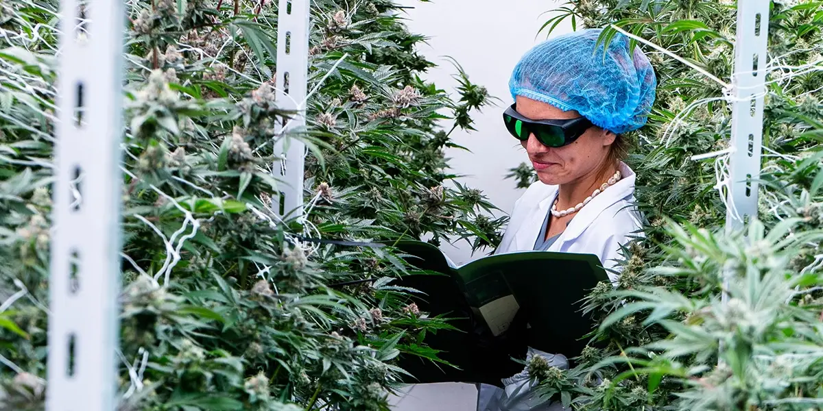 Grow Room Technology being used in a greenhouse