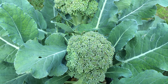 broccoli Can Broccoli Be Grown Hydroponically?