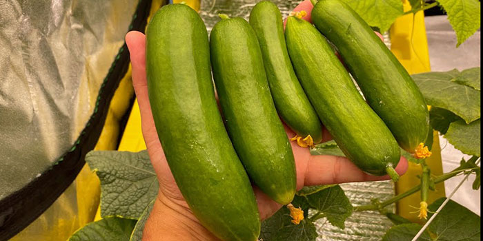 cucumber-garden What Varieties Of Cucumbers Should Be Grown Hydroponically?