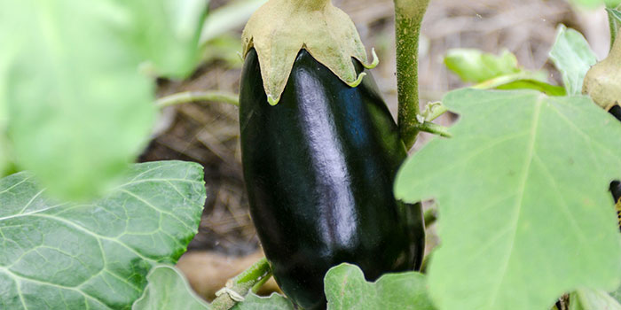 eggplant Is Hydroponic Eggplant Difficult To Grow?