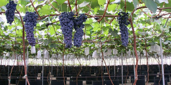 grapes Can You Grow Grapes Hydroponically?