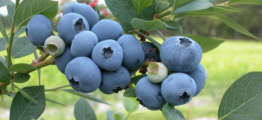 How To Grow Hydroponic Blueberries