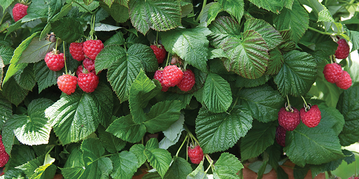 hydro-raspberries What Type Of System Is Best For Growing Raspberries Hydroponically?