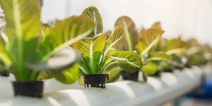 The Verdict From The National Organic Standards Board of the USDA