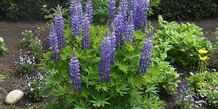 hardy-lupine Are Lupines Hardy?