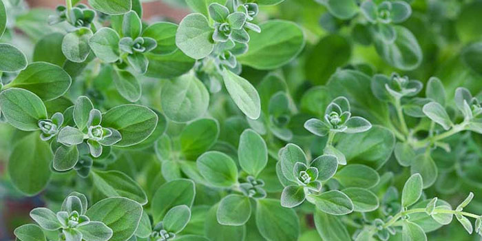 MArjoram growing marjoram - the complete guide