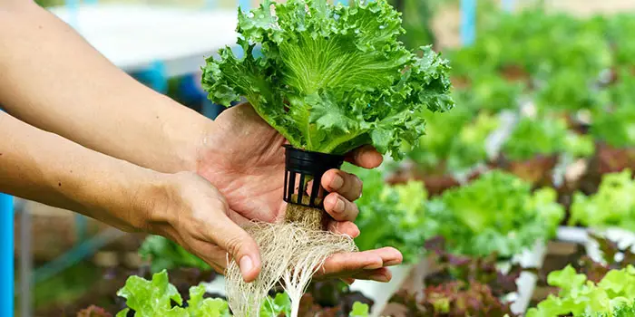 The Debate For Organic Hydroponics