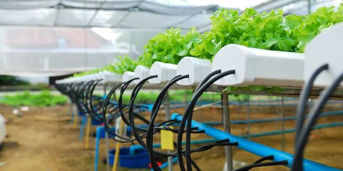 What Is Organic Hydroponics?