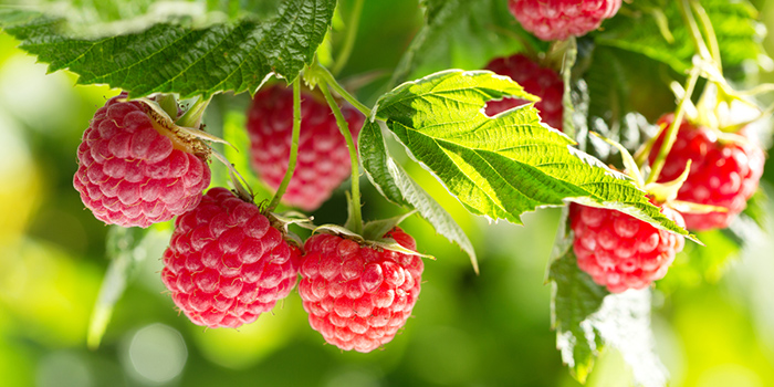 grow-raspberries-hydroponically Hydroponic Raspberries Propagation - Seeds vs Clones