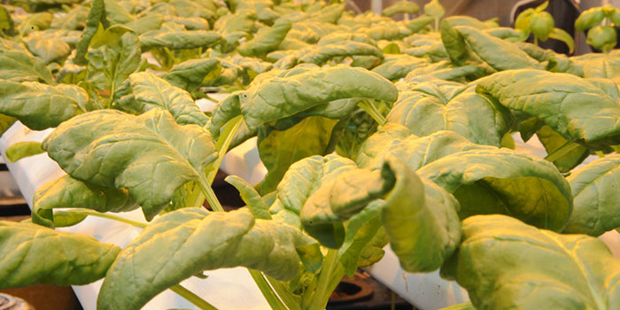 grow-spinach How To Start Hydroponic Spinach production?