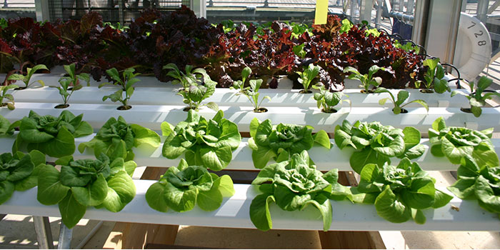 grow-spinach What Is The Best Variety Of Spinach To Grow Hydroponically?