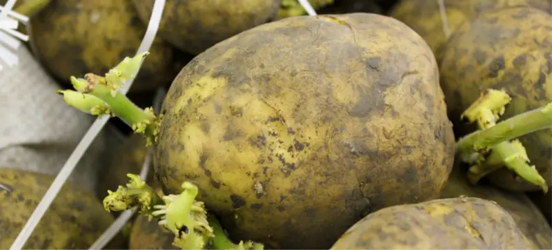 Growing Potatoes Indoors