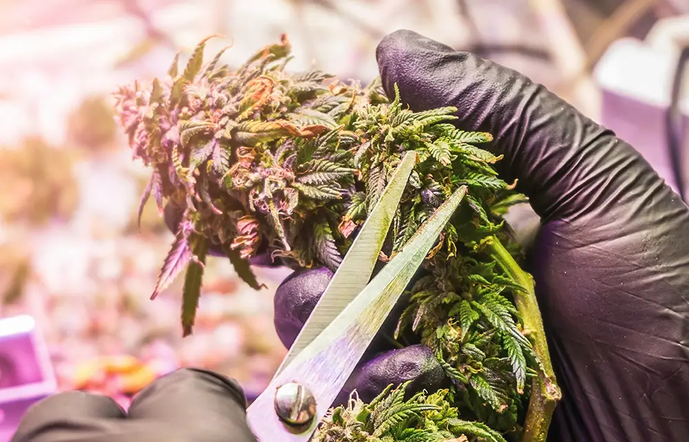 Hands holding HBX titanium trimming scissors manicuring cannabis flower with trim tray below