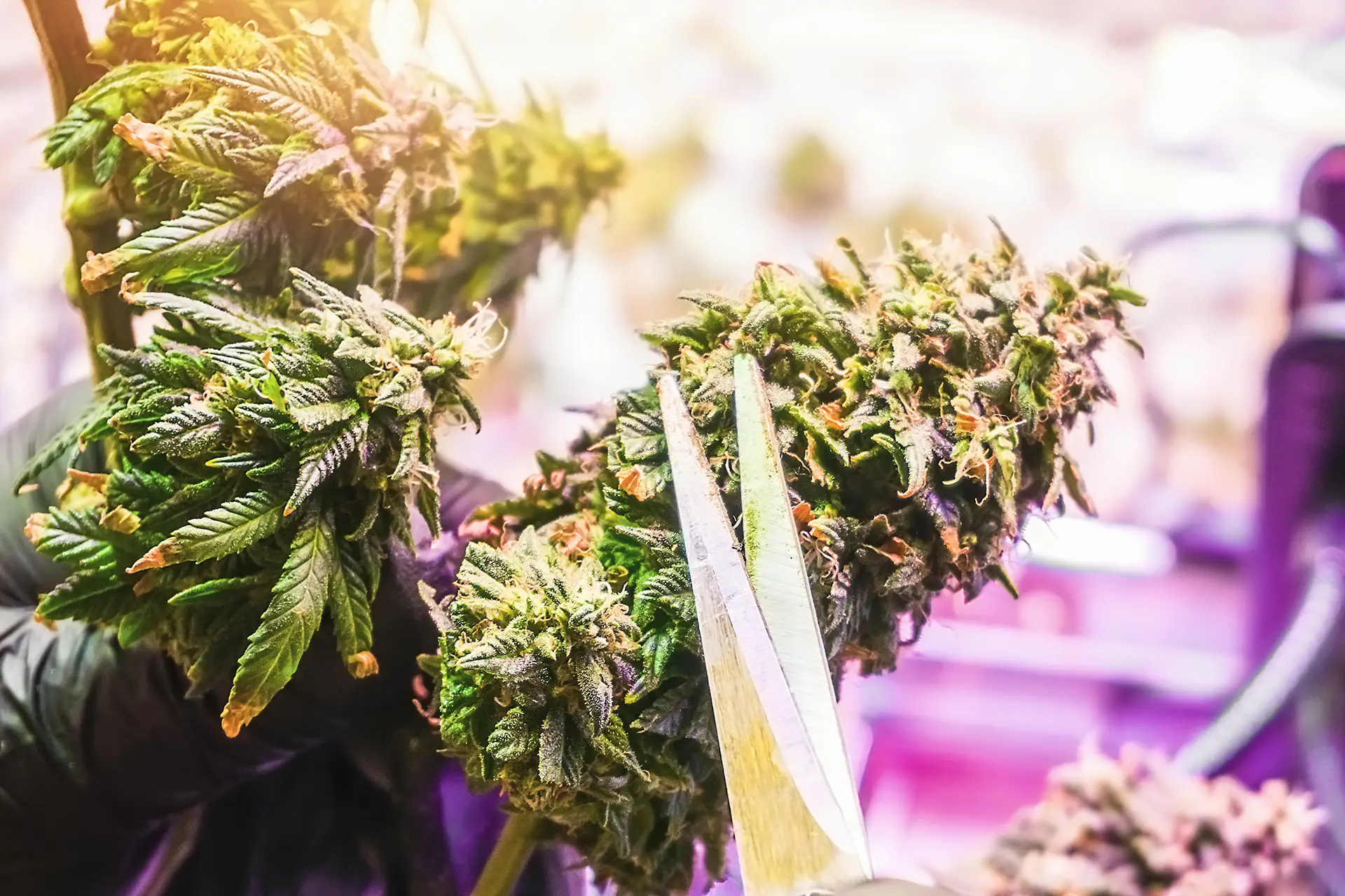 Harvesting plants in an indoor hydroponic grow room