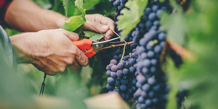 grow-hydro-grapes How To Harvest Your Hydroponic Grapes