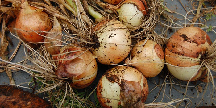 How To Harvest Hydroponic Onions