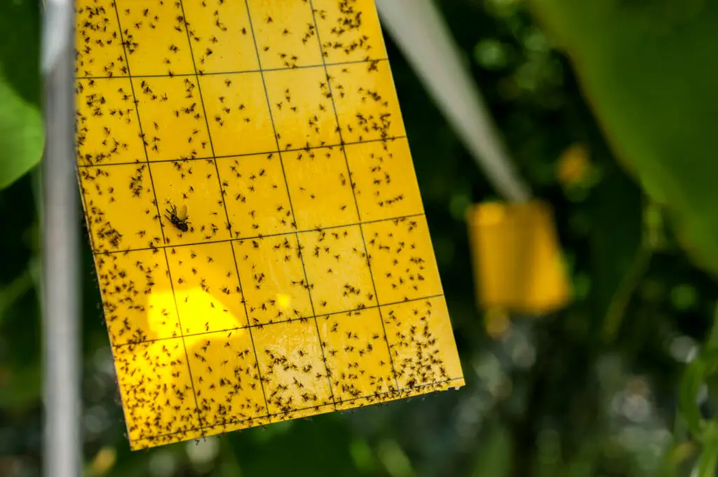HBX yellow sticky trap hanging at canopy height in grow tent with aphids and fungus gnats captured