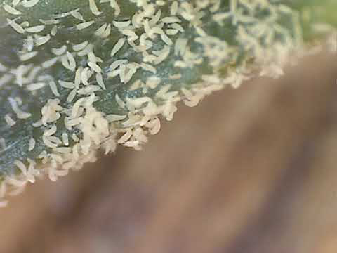 hemp russet mite