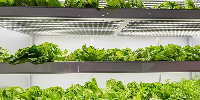 What Else Is Needed To Start An Indoor Hydroponic Herb Garden?