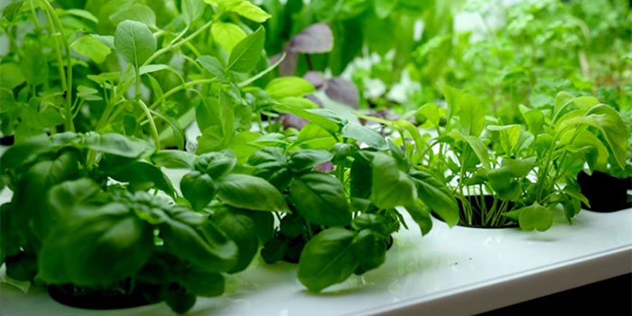 start-herbs How Do I Make An Indoor Hydroponic Herb Garden?