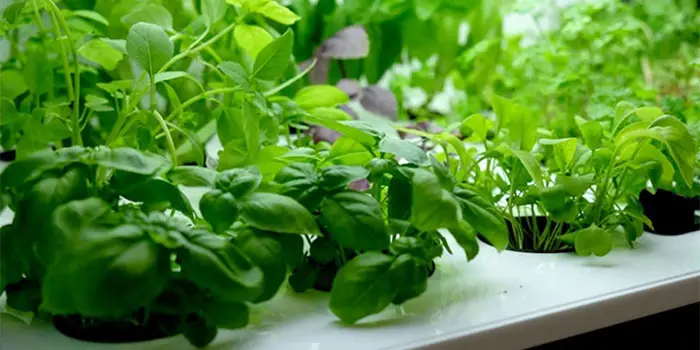 How Do I Make An Indoor Hydroponic Herb Garden?