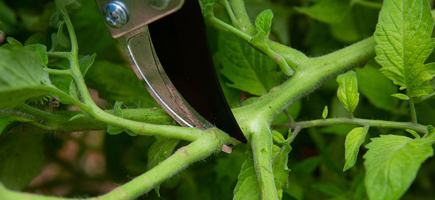 high stress training plants guide