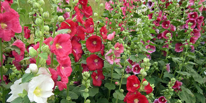 What Are Hollyhocks?
