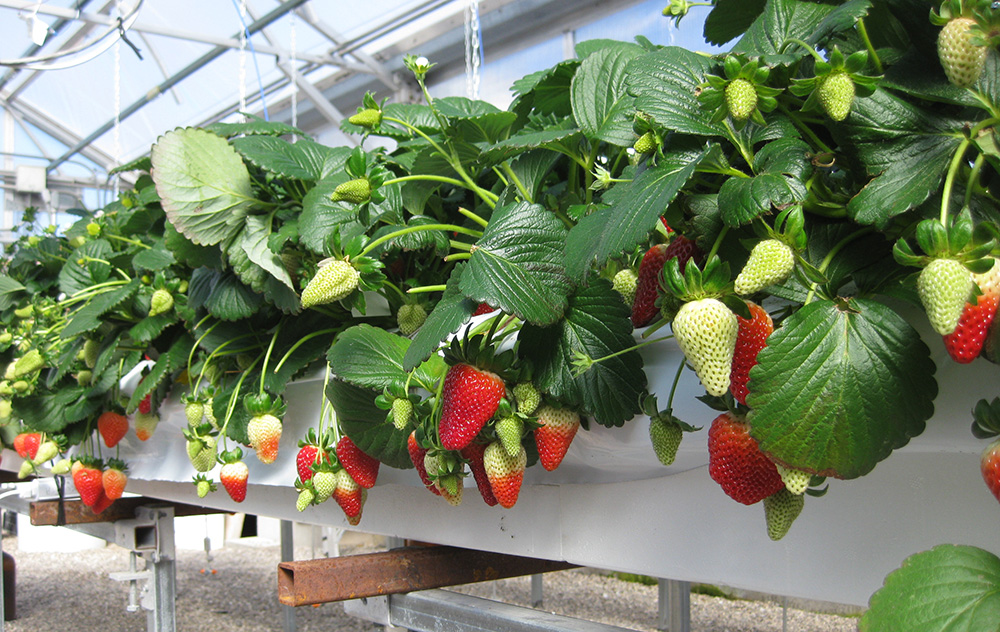hydroponically grown strawberries