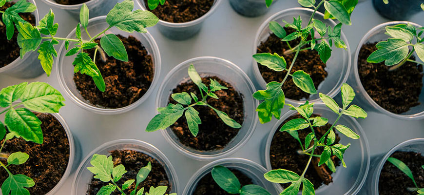 how to clone a plant