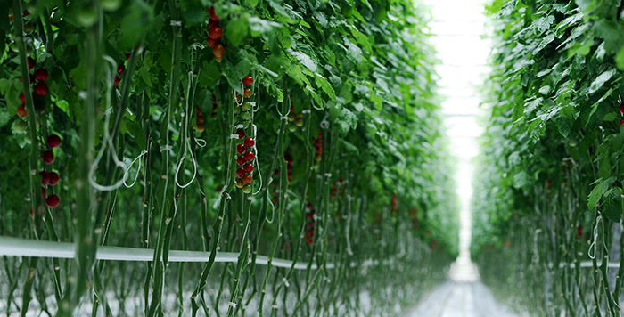 cloning why you should try cloning tomato plants