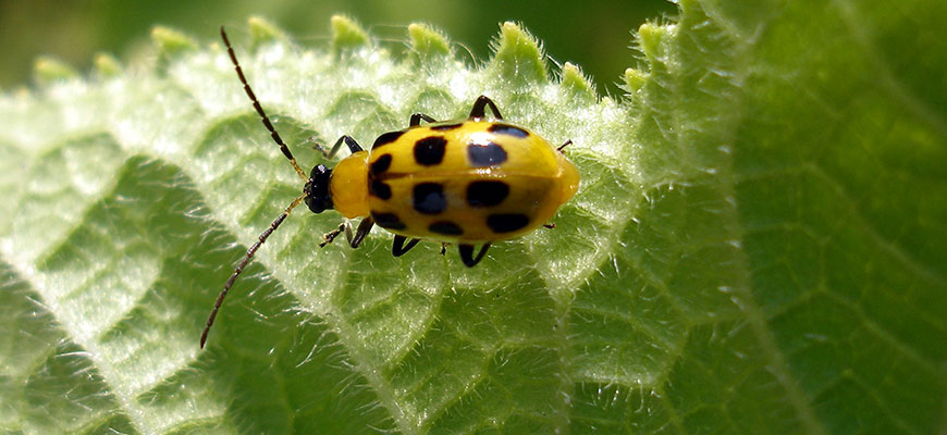 How To Get Rid Of Cucumber Beetles naturally