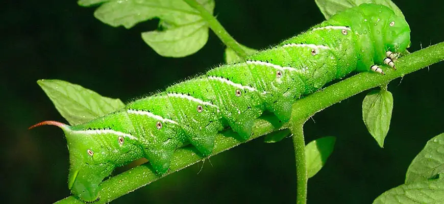 How To Get Rid Of Tomato Hornworms In The Garden naturally