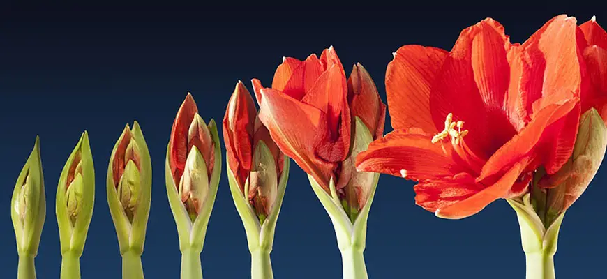 how to grow amaryllis bulbs