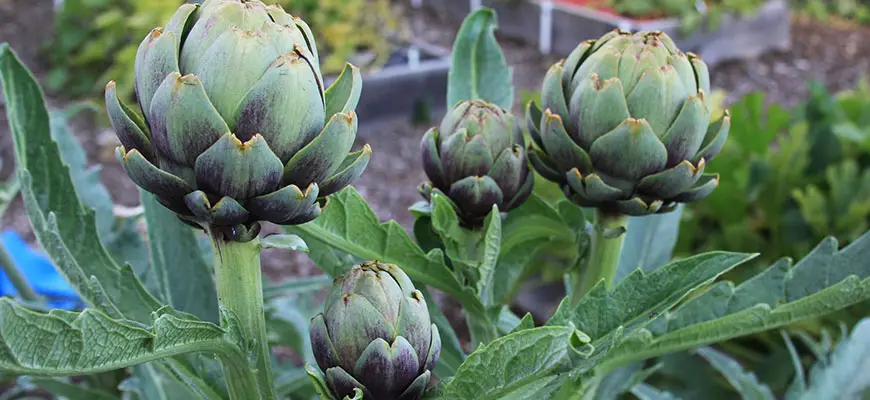 how to grow artichoke plants