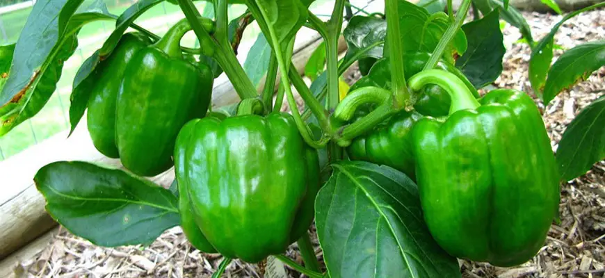 how to grow bell pepper plants