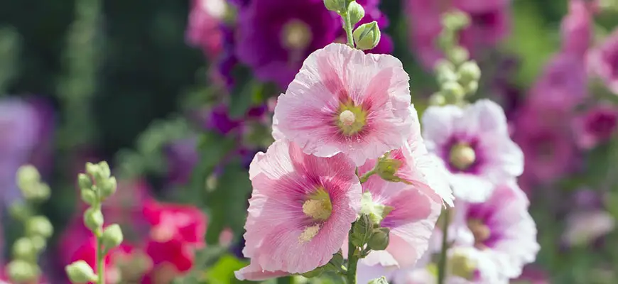 how to grow hollyhocks from seed to bloom