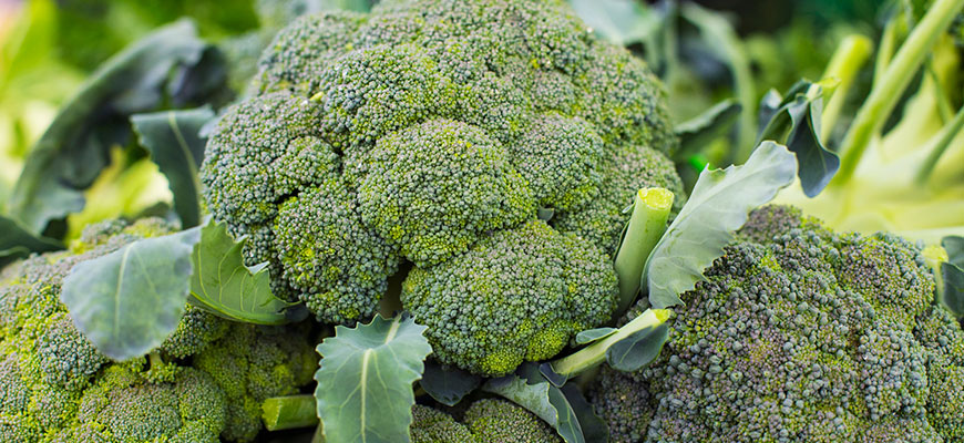 How To Grow Hydroponic Broccoli